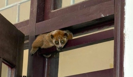 Cá thể linh trưởng quý hiếm đi lạc vào trụ sở trạm y tế