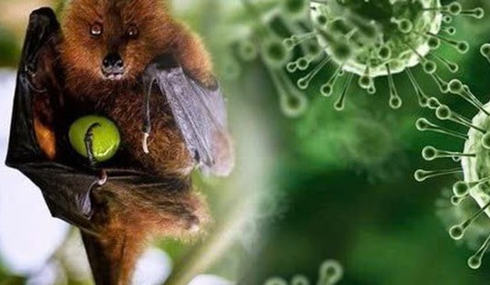 Trung Quốc ban hành hướng dẫn về virus Nipah