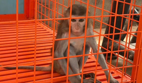 Phú Thọ: Khỉ vàng quý hiếm bị nhốt trong nhà dân nhiều năm