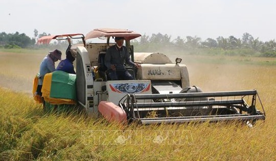 Giá gạo trong nước tăng, thị trường xuất khẩu vẫn chững nhịp