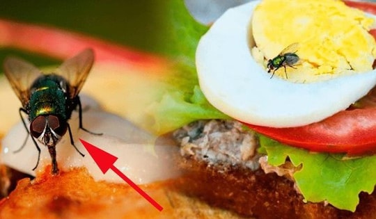 Cơ sở kinh doanh thực phẩm có ruồi, gián... có thể bị phạt đến 6 triệu đồng
