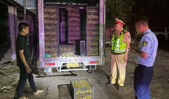 Quảng Ninh: Phát hiện xe tải chở 10.000 vịt con không rõ nguồn gốc trong đêm