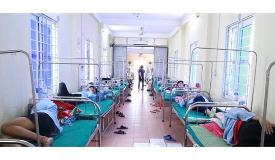 Phát hiện vi khuẩn Salmonella trong bánh mì gây ra vụ ngộ độc ở Nghệ An