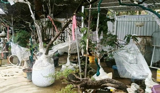 Cây muội hồng sau khi tịch thu có thể trồng lại về tự nhiên không?