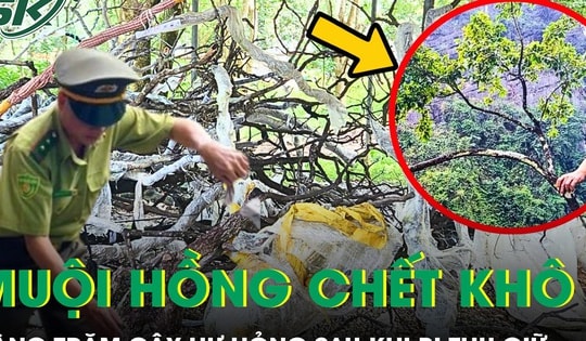 Hàng trăm cây muội hồng chết khô, không được ươm trồng sau khi thu giữ