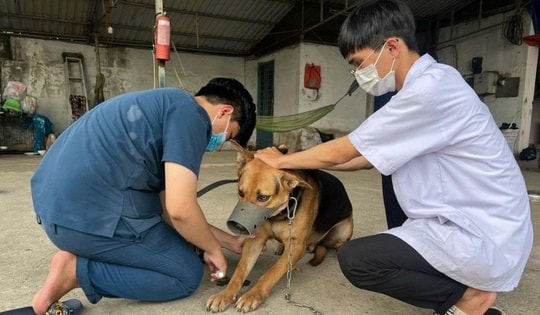 Hồi chuông cảnh báo bệnh dại ở Tây Ninh