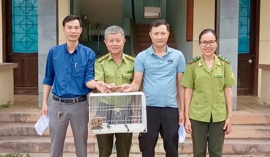 Phát hiện cá thể linh trưởng quý hiếm có 'vũ khí đặc biệt' trong cơ quan