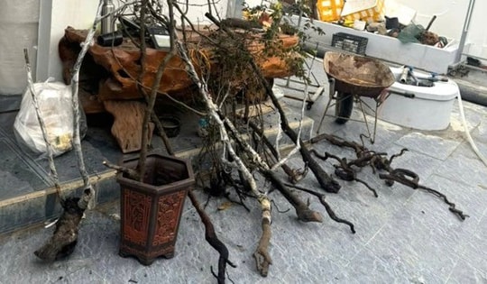 Xử lý 8 vụ, 8 đối tượng về hành vi khai thác, tàng trữ trái phép cây muội hồng