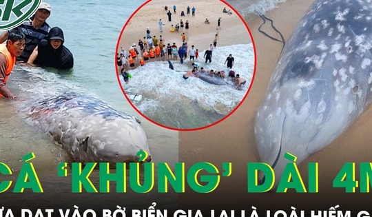 Lai lịch bất ngờ của cá ‘khủng’ dài 4m, nặng khoảng 2 tấn vừa dạt vào bờ biển Gia Lai