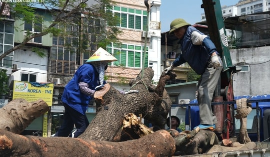 Đốn hạ loạt cây xanh làm đường huyết mạch ở trung tâm Hà Nội