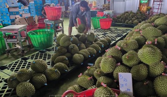 Giá sầu riêng giảm sâu, nông dân đối mặt thua lỗ