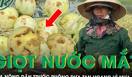 Đắng nghẹn giọt nước mắt của nông dân trước ruộng dưa tan hoang sau một đêm mưa đá
