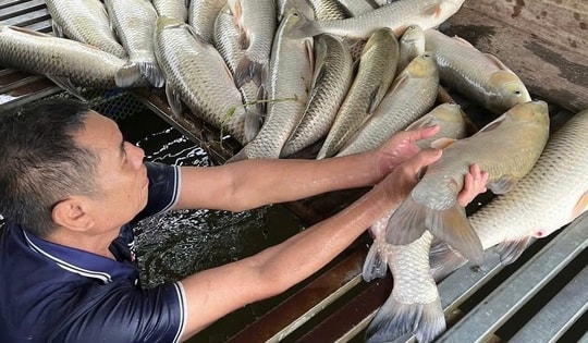 Cá chết hàng loạt trên sông Lam không phải dịch bệnh thông thường