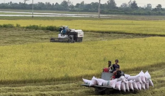 Giá gạo xuất khẩu tăng, thị trường lo ngại tác động của El Niño