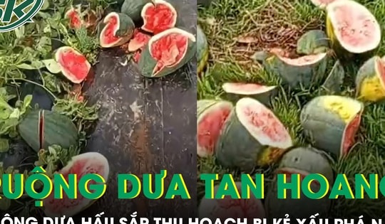 Ruộng dưa hấu sắp thu hoạch của người nông dân nghèo bị phá nát, khổ chủ tiết lộ từng bị đe dọa