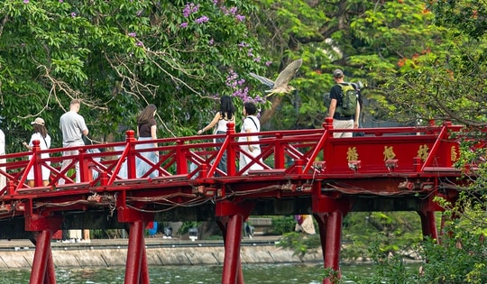 Chim hoang tạo khung cảnh yên bình giữa phố thị Hà Nội