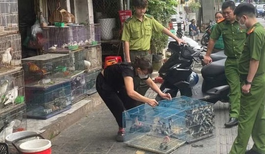 Cảnh báo nạn săn bắt chim để nuôi làm cảnh có thể bị xử phạt nặng