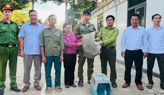 Phát hiện động vật quý hiếm trên rẫy, cả nhà mang nộp cho công an