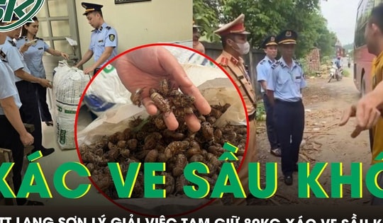 Quản lý thị trường Lạng Sơn lý giải việc tạm giữ 80kg xác ve sầu khô, yêu cầu giấy tờ nguồn gốc, xuất xứ