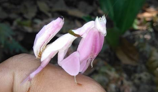 Xuất hiện động vật đẹp như hoa trên núi nổi tiếng ở Khánh Hòa