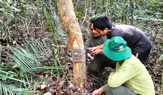Hé lộ cách đặt bẫy ảnh để ghi hình nhiều loài động vật quý hiếm ở Khánh Hòa