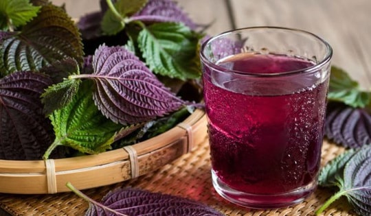 5 lợi ích khi uống nước lá tía tô mỗi sáng trong 30 ngày
