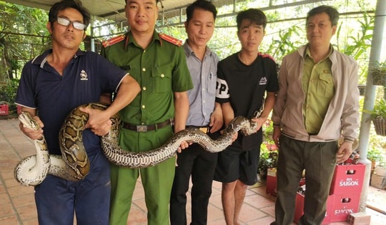 Phát hiện trăn đất nặng 14kg bất ngờ bò vào nhà dân ở Tây Ninh