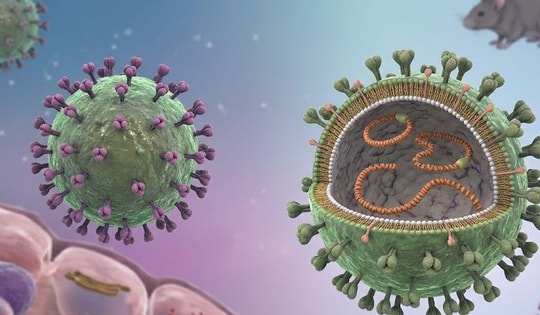 Bộ Y tế khuyến cáo phòng bệnh sau chùm ca nhiễm virus Hanta trên tàu du lịch quốc tế