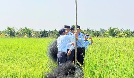 Loài chim tạo nên đặc sản nổi tiếng bị giăng nhiều 'lưới tàng hình' săn bắt