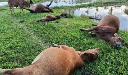 5 con bò bị sét đánh chết trên cánh đồng