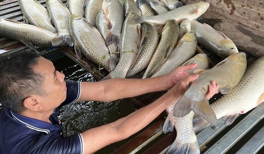 Vụ cá chết hàng loạt ở sông Lam: Mẫu nước đều nằm trong giới hạn cho phép
