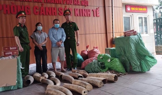 Từ 5 chiếc đầu chim Hồng Hoàng, công an khám phá đường dây buôn ngà voi cực lớn