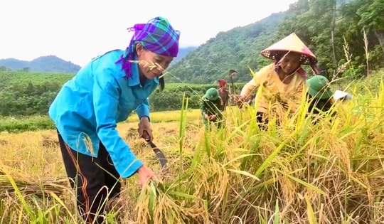 Video: Đồng bào Chứt vùng biên viễn thu hoạch những bông lúa vàng trĩu hạt