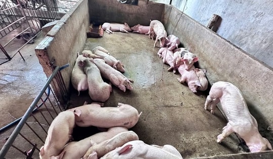 Triệt phá đường dây giết mổ lợn bệnh bán ra thị trường ở Đồng Nai