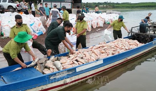 Hơn 100 tấn cá chết trên hồ Trị An