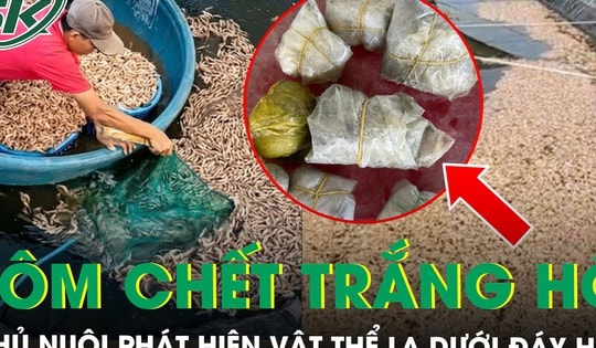 50.000 con tôm sắp thu hoạch bất ngờ chết trắng hồ, chủ nuôi tá hỏa phát hiện 8 túi đất đèn dưới đáy