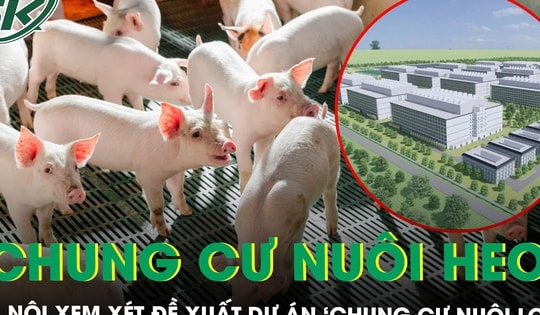 Hà Nội xem xét xây dựng tổ hợp chăn nuôi lợn trong nhà cao tầng
