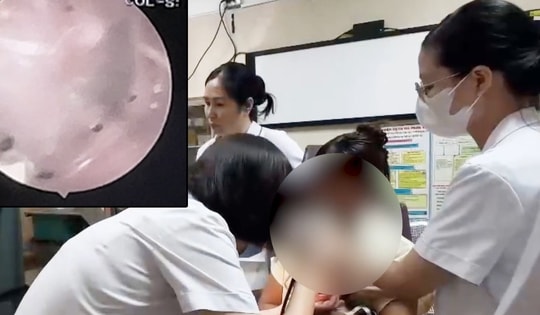 Thường xuyên chơi với thú cưng, bé gái 2 tuổi bị bọ chét ký sinh trong tai