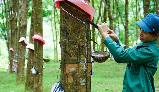 Cổ phiếu GVR được khuyến nghị mua