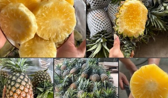 Dứa mật Pu Lau là dứa gì mà được nhiều người tiêu dùng ‘săn đón’ đến vậy?