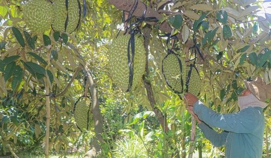 Lâm Đồng báo động tình trạng mua bán, cho mượn mã số vùng trồng để xuất khẩu sầu riêng