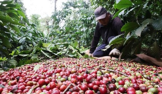 Giá cà phê tăng mạnh, tiến sát mốc 90.000 đồng/kg