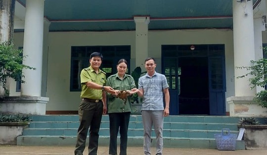 Người dân phát hiện 'loài vật rất quý' liền mang về giao nộp cho chính quyền