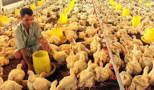 Từ 5/8, người chăn nuôi cần tránh những hành vi này kẻo bị phạt nặng