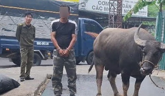 Bắt thanh niên dắt trộm 1 con trâu ba con nghé lên xe tải để trộm cắp