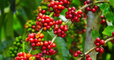 Giá cà phê ngày 19/6 tăng lên mức 89.600 đồng/kg, sát ngưỡng 90.000 đồng