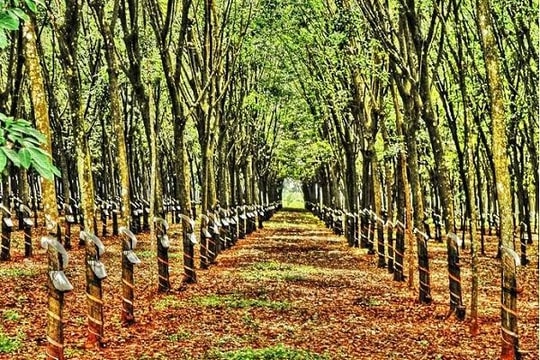 Giá cao su hôm nay 19/6: Sàn Thượng Hải giảm đồng loạt hơn 1%