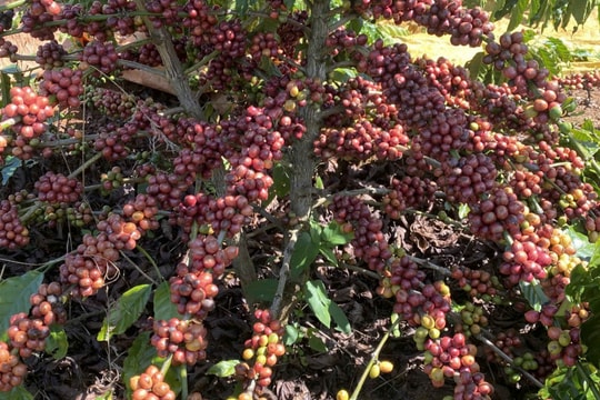 Giá cà phê Robusta duy trì đà tăng, thị trường nội địa chạm mốc 90.000 đồng/kg