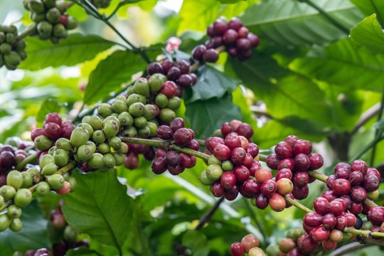 Giá cà phê hôm nay 21/6: Đắk Nông chạm mốc 90.000 đồng/kg, thị trường thế giới rung lắc