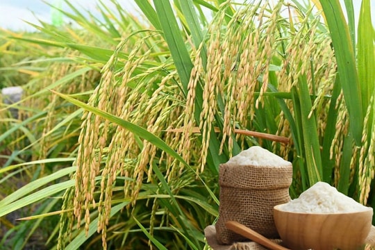 Giá gạo Jasmine tăng 2.000 đồng/kg, gạo xuất khẩu Việt Nam giữ đà ổn định ngày 21/6